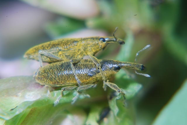 Sconosciuto: Lixus pulverulentus